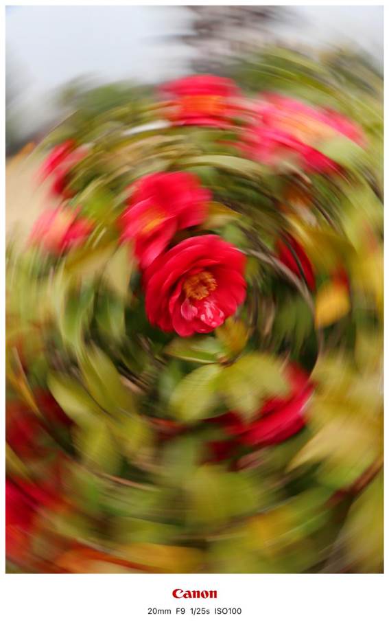 「旋花」